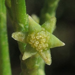 Callitris preisii - Harzige Schmuckzypresse