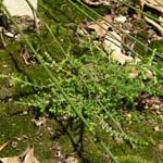 Calluna vulgaris - Heidekraut