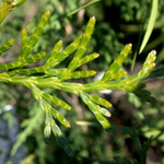 Calocedrus formosana - Taiwan-Flusszeder