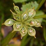 Calta palustris - Sumpf-Dotterblume