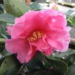 Camellia hiemalis 'Showa-No-Sakae'