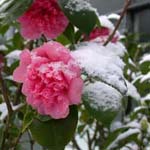 Camellia japonica - Kamelie