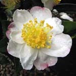 Camellia sasanqua 'Hanna Jiman'