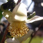 Camellia sinensis - Tee