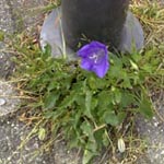 Campanula carpatica - Karpaten-Glockenblume