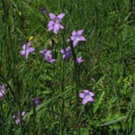 Campanula patula - Wiesen-Glockenblume
