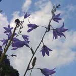 Campanula rapunculus - Rapunzel-Glockenblume