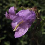 Campanula trachelium - Nesselblättrige Glockenblume