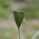Capsella bursa- pastoris - Hirtentäschelkraut