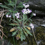 Cardaminopsis arenosa subsp. borbasii - Steinschutt-Schaumkresse
