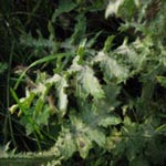 Carduus acanthoides - Weg-Distel