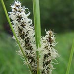 Carex acuta - Schlank-Segge
