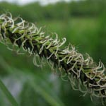 Carex acuta - Schlank-Segge