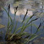 Carex acutiformis - Sumpf-Segge
