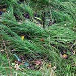 Carex brizoides - Zittergras-Segge