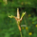 Carex brizoides - Zittergras-Segge