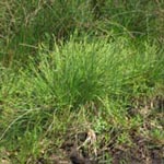 Carex canescens - Grau-Segge