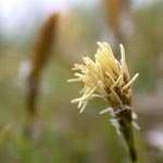 Carex caryophyllea - Frühlings-Segge