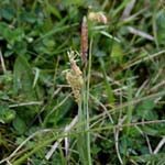 Carex caryophyllea - Frühlings-Segge