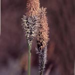 Carex cespitosa - Rasen-Segge