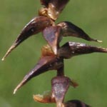 Carex davalliana - Davalls Segge