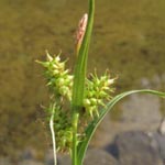 Carex demissa - Grünliche Gelbsegge