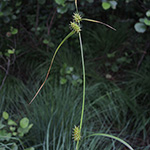 Carex demissa - Grünliche Gelb-Segge