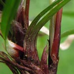 Carex digitata - Finger-Segge