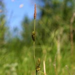 Carex distans - Entferntährige Segge