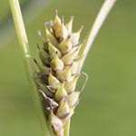 Carex distans - Entferntährige Segge