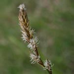 Carex disticha - Zweizeilige Segge