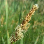 Carex disticha - Zweizeilige Segge