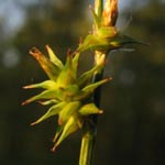 Carex echinata - Igel-Segge