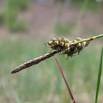 Carex ericetorum - Heidesegge
