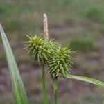 Carex flava - Gelb-Segge
