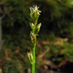 Carex muricata - Sparrige Segge