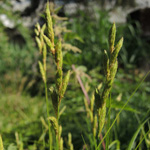Carex muskingumensis - Palmwedel-Segge