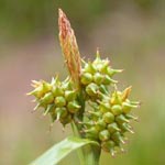 Carex viridula - Späte Gelb-Segge
