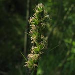 Carex otrubae - Hain-Segge
