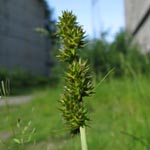 Carex otrubae - Hain-Segge