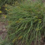 Carex pairae - Falsche Stachel-Segge