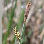 Carex panicea - Hirse-Segge