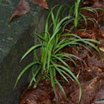 Carex pendula - Hänge-Segge