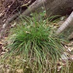 Carex pilulifera - Pillen-Segge