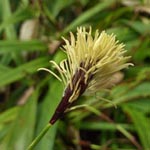 Carex plantaginea - Breitblättrige Segge