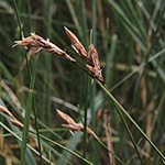 Carex praecox - Frühe Segge