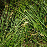 Carex pseudobrizoides - Zittergras-Segge