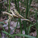 Carex pseudobrizoides - Zittergras-Segge