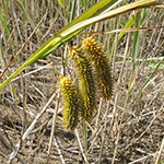 Carex pseudocyperus - Scheinzypergras-Segge