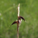 Carex pulicaris - Floh-Segge